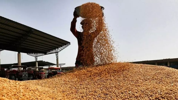 خرید ۲۶۷۰۰۰ تُن گندم از کشاورزان آذربایجان غربی خرید ۲۶۷۰۰۰ تُن گندم از کشاورزان آذربایجان غربی