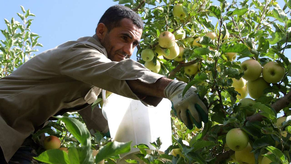 موز به شرط سیب؛ نفع یا ضرر؟