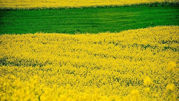 ممنوعیت کشت پاییزه در آذربایجان غربی
