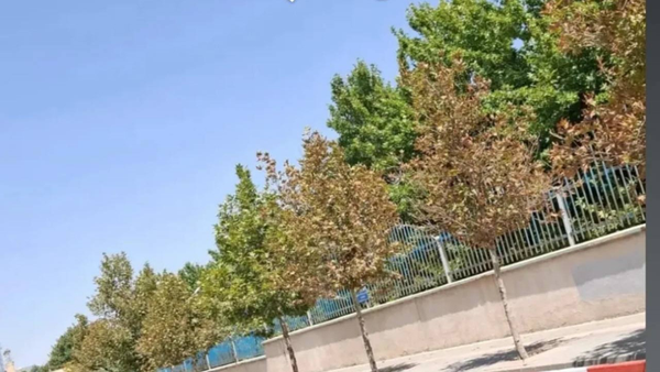 علت خشک شدن درختان خیابان دانشکده ارومیه مشخص شد علت خشک شدن درختان خیابان دانشکده ارومیه مشخص شد