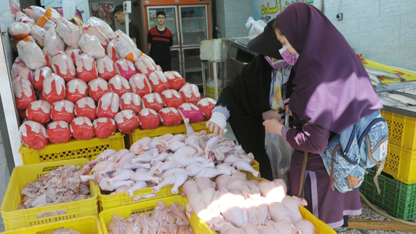 آخرین وضعیت توزیع گوشت مرغ در آذربایجان غربی