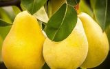 آغاز برداشت ۵۷۰۰ تن گلابی از باغات آذربایجان‌غربی