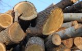 قاچاق ۸ تُن چوب در مهاباد ناکام ماند