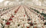رییس سازمان دامپزشکی کشور: تولیدات دام و طیور بیش از مصرف داخلی است