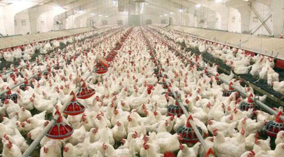 رییس سازمان دامپزشکی کشور: تولیدات دام و طیور بیش از مصرف داخلی است