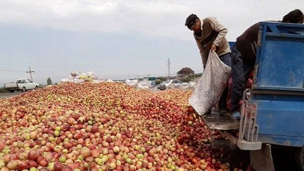 آغاز به‌کار ۳۲ مرکز خرید سیب صنعتی در آذربایجان غربی