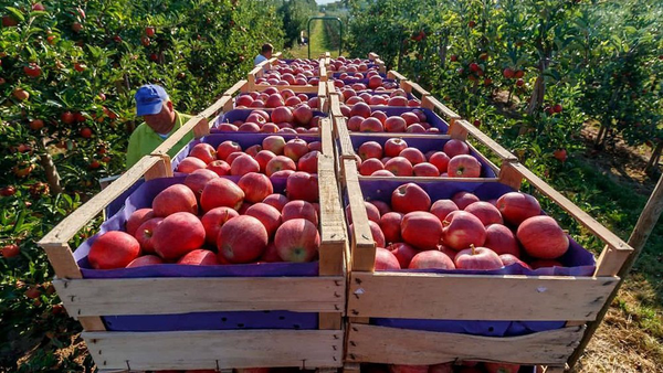 پیشبینی برداشت ۱ میلیون تُن سیب از باغات آذربایجان غربی