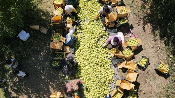 خرید ۱۹۵ هزار تُن سیب صنعتی از باغات آذربایجان‌غربی