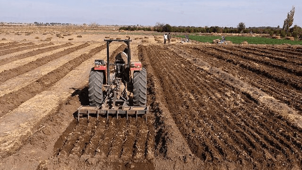 کشت پاییزه گندم در مزارع جنوب آذربایجان‌ غربی آغاز شد