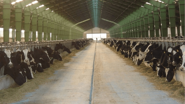 اختصاص ۲۰۰ میلیارد به رشد تولید دامداران روستایی