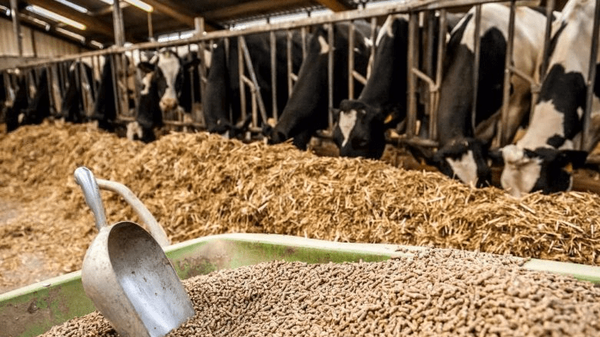 ۳۲ واحد تولید خوراک دام و طیور در آذربایجان غربی فعال هستند