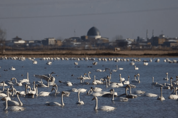 تالاب شیبلو پلدشت آماده میزبانی از ۱۰ هزار غاز مهاجر است